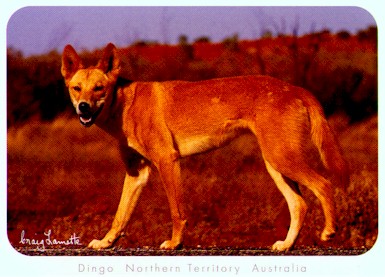 Dingos, Dingos, Dingos